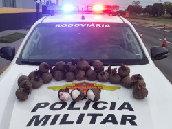 Polícia paulista prende boliviano com cocaína escondida em beterrabas