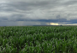 Sem El Niño e La Niña, produtores enfrentam desafio no planejamento das atividades agrícolas