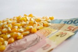 Preços do milho continuarão despencando nesta semana?