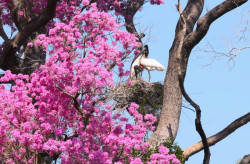 Governo destina R$ 30 milhões a propriedades com vegetação nativa excedente no Pantanal