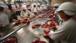 Frigoríficos de MS e GO paralisam produção de carne bovina por tarifaço de Trump