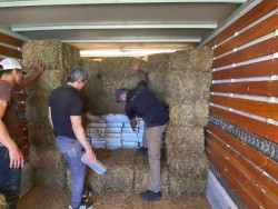 Carga de maconha escondida em alfafa é apreendida na fronteira com MS