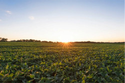 Abiove projeta crescimento na produção de soja para 2025; confira os números