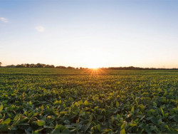 Abiove projeta crescimento na produção de soja para 2025; confira os números