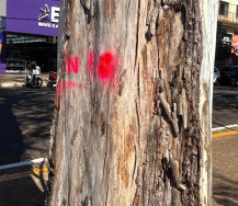 Dourados inicia plano de arborização para tornar cidade mais verde e segura