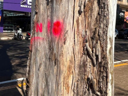 Dourados inicia plano de arborização para tornar cidade mais verde e segura