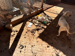 Polícia resgata pitbull mantido em corrente e indicia tutor por maus tratos