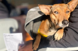 Caravana da Castração avança em MS com mais de 1 mil atendimentos