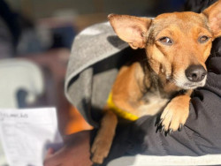 Caravana da Castração avança em MS com mais de 1 mil atendimentos