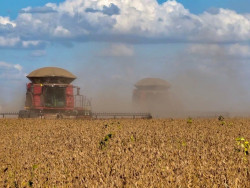 Soja no auge? Oleaginosa pode turbinar o PIB em 2025 e levar o agro às alturas