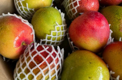 Cebola e manga seguem em queda, mas preços do melão e do tomate sobem na Ceasa-MS