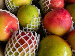 Cebola e manga seguem em queda, mas preços do melão e do tomate sobem na Ceasa-MS