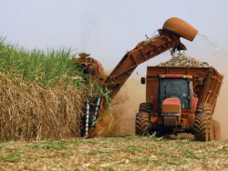 Açúcar: com vendedores mais firmes, cotações sobem