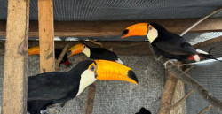 Reabilitados, animais silvestres retornam à liberdade no coração do Pantanal