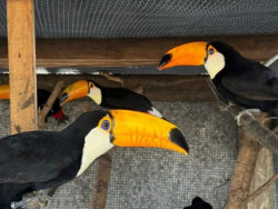 Reabilitados, animais silvestres retornam à liberdade no coração do Pantanal