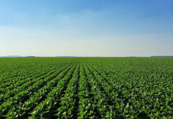 Projeto da Aprosoja/MS e Governo impulsiona a certificação de soja e milho