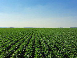 Projeto da Aprosoja/MS e Governo impulsiona a certificação de soja e milho