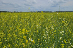 Governo posterga recolhimento do ICMS da carinata e outros 5 produtos