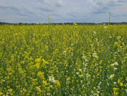 Governo posterga recolhimento do ICMS da carinata e outros 5 produtos