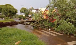 Pesquisa dá início a Plano que pode acabar com quedas de árvores em Dourados