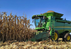 Colheita do milho segunda safra registra atraso em MS