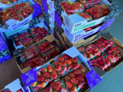 Em meio a febre do morango do amor, procura pela fruta aumenta e preço sobe 35%