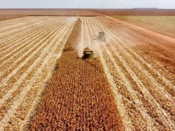 Agricultores de MS levam alimentos para o mundo e movimentam bilhões