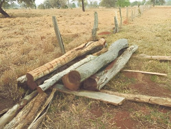 Justiça abre investigações para apurar desmatamento e exploração de madeira nativa