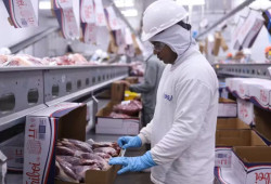 Tarifaço de Trump atinge carne, responsável por 60% das exportações de MS aos EUA