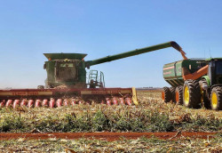 Pico da colheita do milho em Mato Grosso do Sul deve ocorrer em agosto