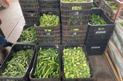 Saiba o que ficou mais barato na última semana de julho na Ceasa-MS