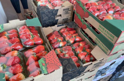 Preço do morango volta a cair, enquanto cenoura tem alta de preço na Ceasa de MS