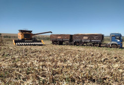 Colheita avança do milho avança e alcança 42,7% da área acompanhada em MS