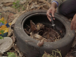 MS registra 7.709 casos confirmados de dengue e 17 mortes em 2025