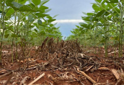 Mato Grosso do Sul sedia a Abertura Nacional do Plantio da Safra de Soja 2025/2026