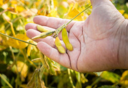 Conselho determina suspensão da Moratória da Soja