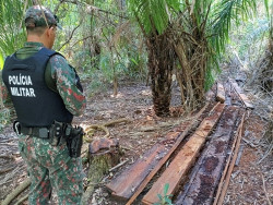 Ministério Público apura corte ilegal de 84 árvores nativas em assentamento