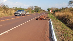 Cavalo é encontrado morto após ser atropelado por carreta no anel viário