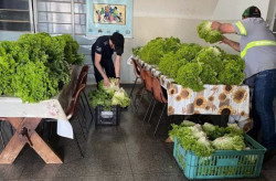 Horta de Estabelecimento Penal fortalece retribuição social e amplia doações