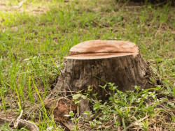 Propriedades rurais são investigadas por desmatamento em áreas protegidas do Cerrado