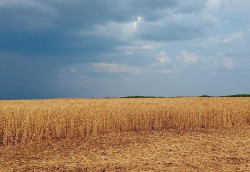 MS transforma pastagens degradadas em áreas produtivas de soja