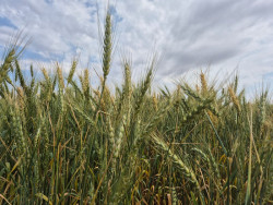 Pesquisa e mercado impulsionam trigo em Mato Grosso do Sul