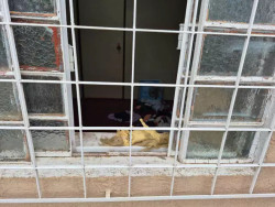 Família encontra criança de 6 anos morta após estupro em casa de conhecido