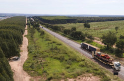 Rota da Celulose: Governo convoca segundo colocado em leilão de concessão