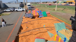 Caminhoneiro é preso pelo DOF com grande quantidade de maconha