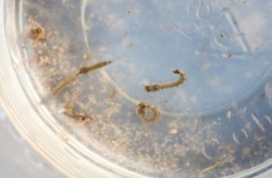 Saúde alerta para intensificação das ações contra o Aedes aegypti em MS