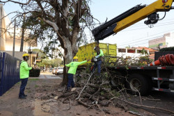 Prefeitura inicia remoção de árvores condenadas e vai plantar o dobro de mudas