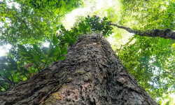 Mudança climática: Gigantes da Amazônia podem ajudar cientistas