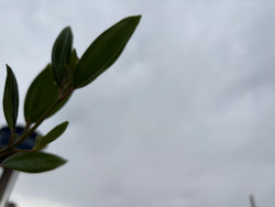Sábado começa nublado e garoa em Dourados; máxima chega aos 25ºC
