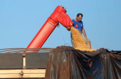 MS bate recorde na produção de milho, superando 14 milhões de toneladas